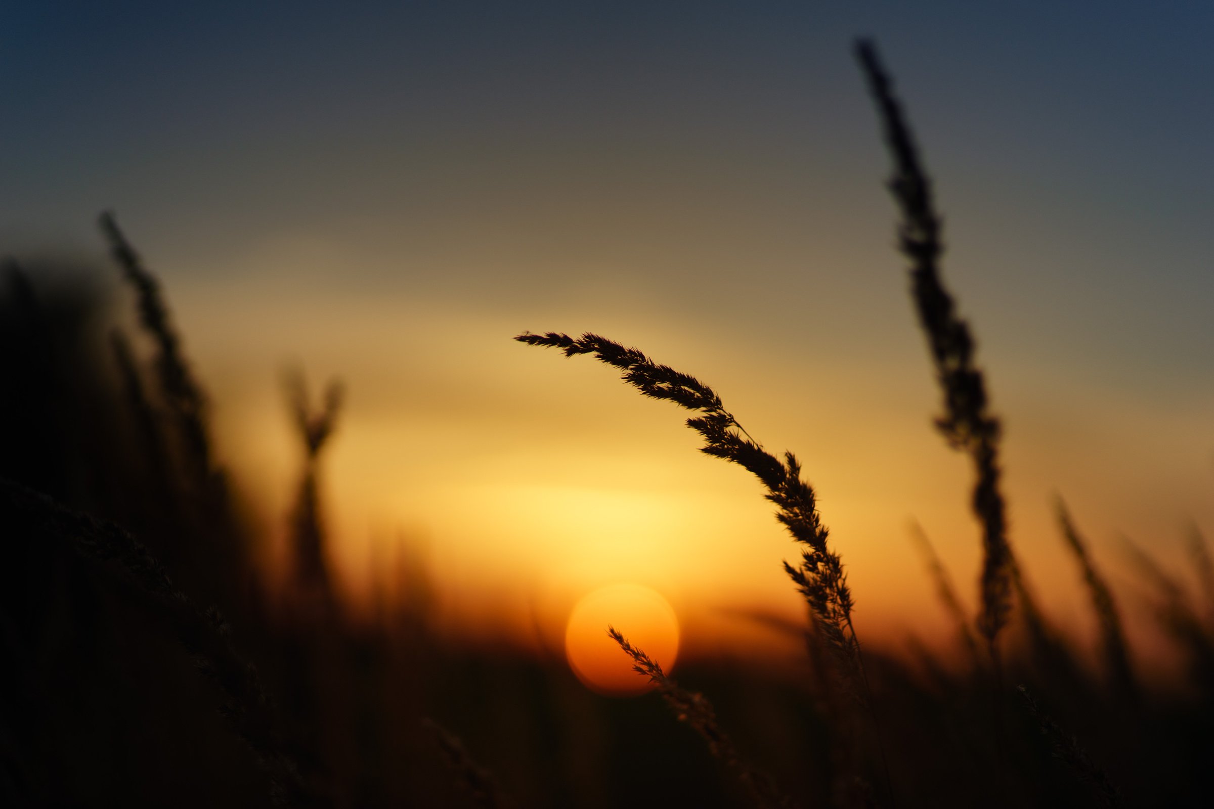 Field in Nature at Sunset